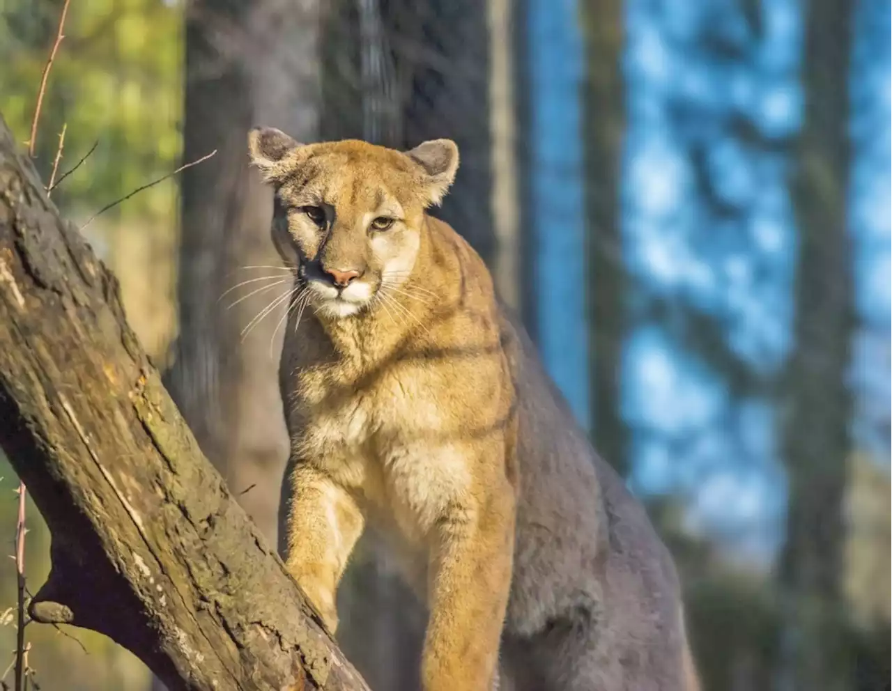 Mountain lion spotted in backyard of San Mateo home