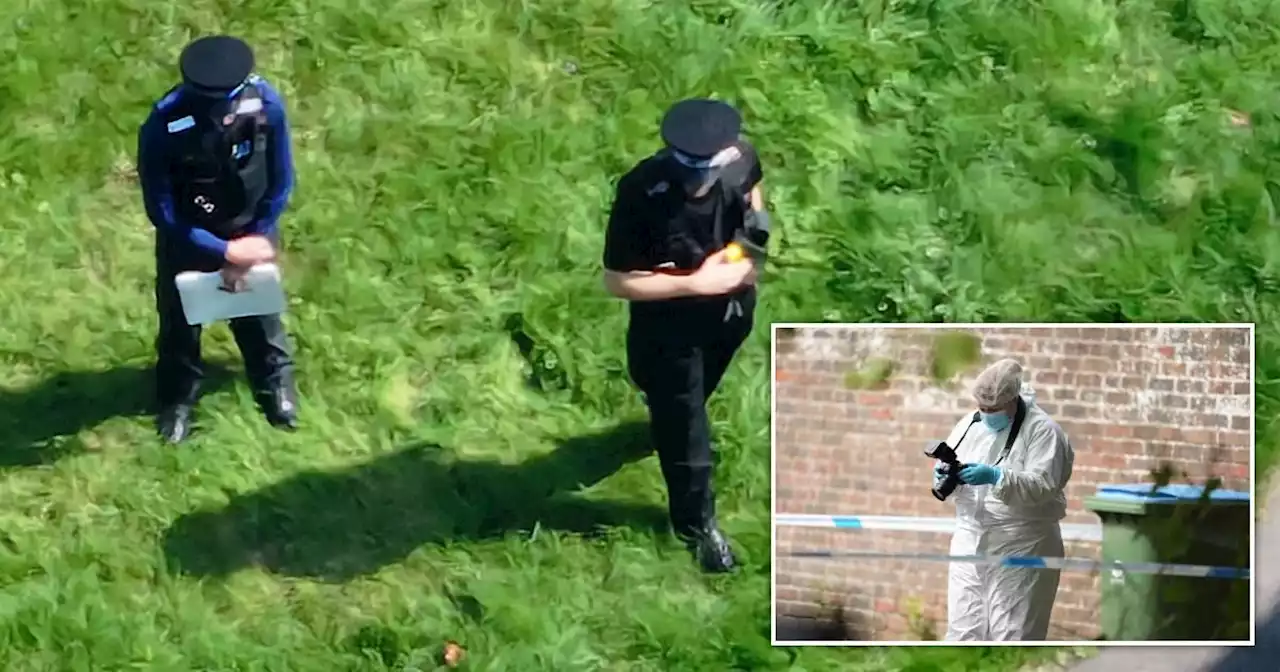 Two ‘Rottweilers’ shot dead after attack leaves pensioner fighting for life