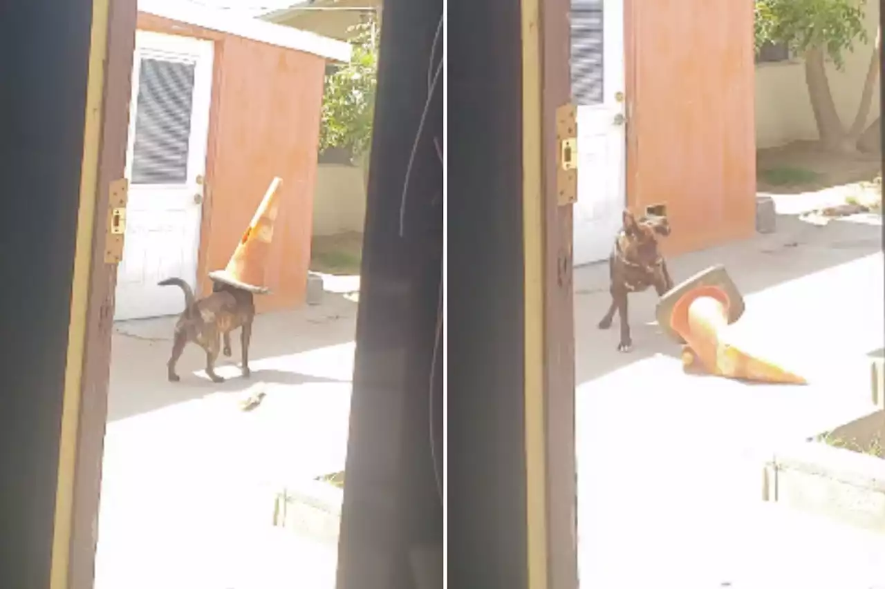 Watch dog hilariously get traffic cone stuck on his head