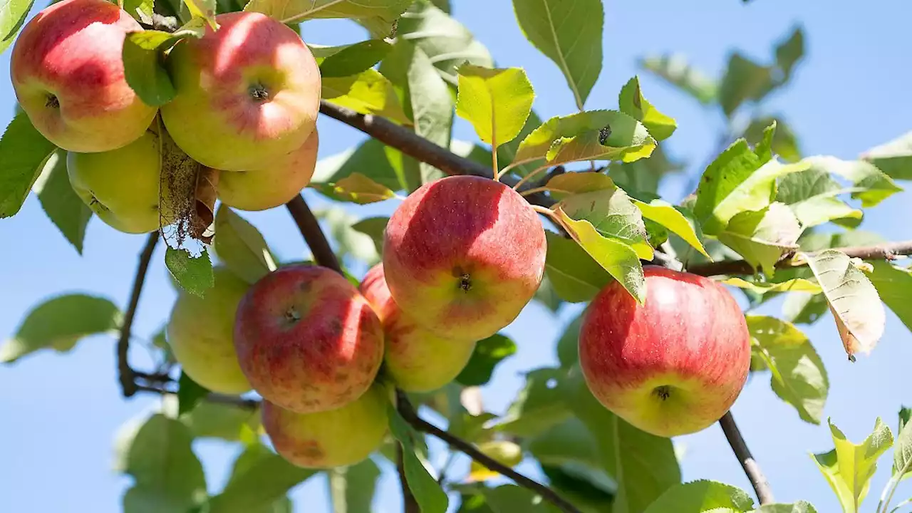 Geringere Apfelernte in Hessen erwartet