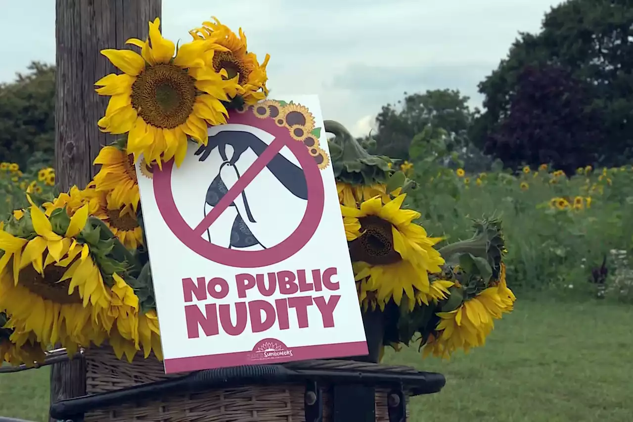 Sunflower field owners beg visitors to stop taking nude photos — after three naughty shoots held in one day