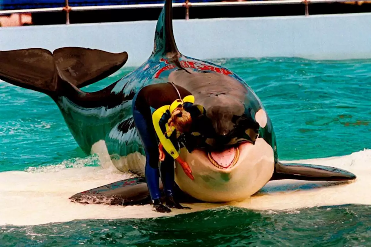 Killer whale dies at Miami Seaquarium after half-century in captivity