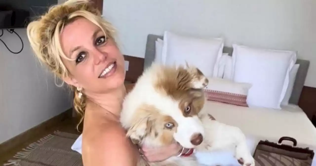 Britney Spears 'refuses to give up dogs' amid fears ex will 'try to seize them'