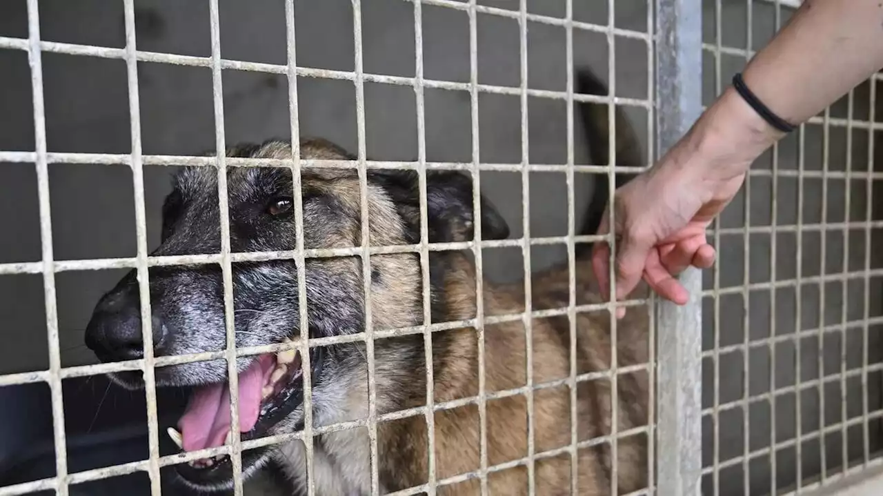Un chien retrouvé pendu sur la grille d’un lycée à Drancy