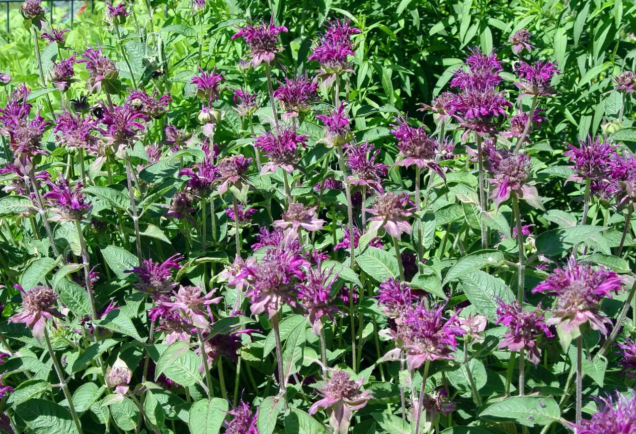 A purple-blooming bee balm that doesn’t get powdery mildew: George’s Plant Pick of the Week