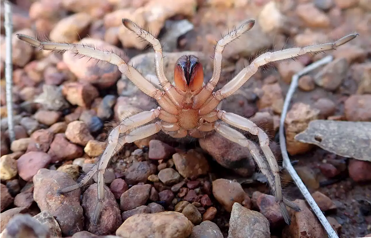 New species of wishbone spiders uncovered in field work