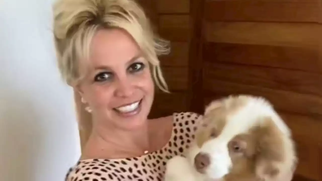 Scheidungsdrama mit Sam: Britney Spears fürchtet um Hunde