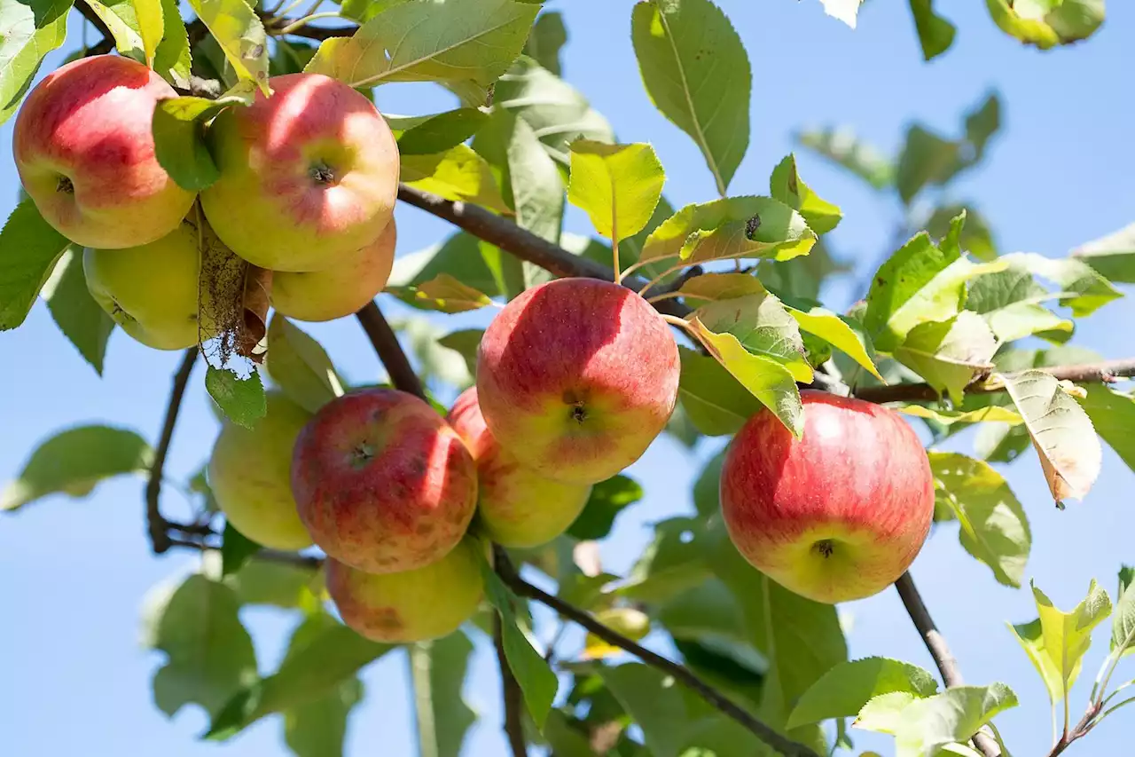 Geringere Apfelernte in Hessen erwartet