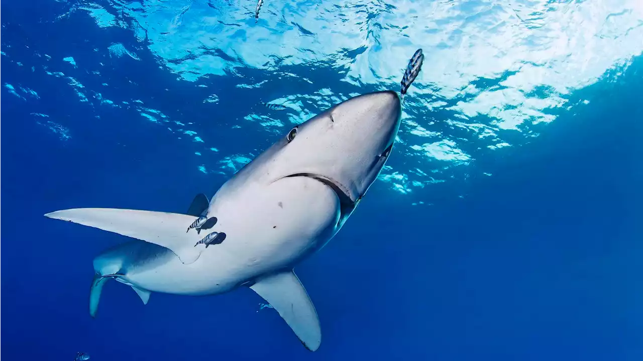 Spanien: Hai greift Schwimmer an – Strände vorübergehend geschlossen