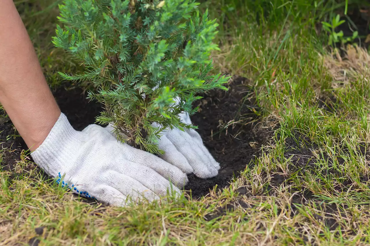 City of Charlottetown relaunches tree planting program