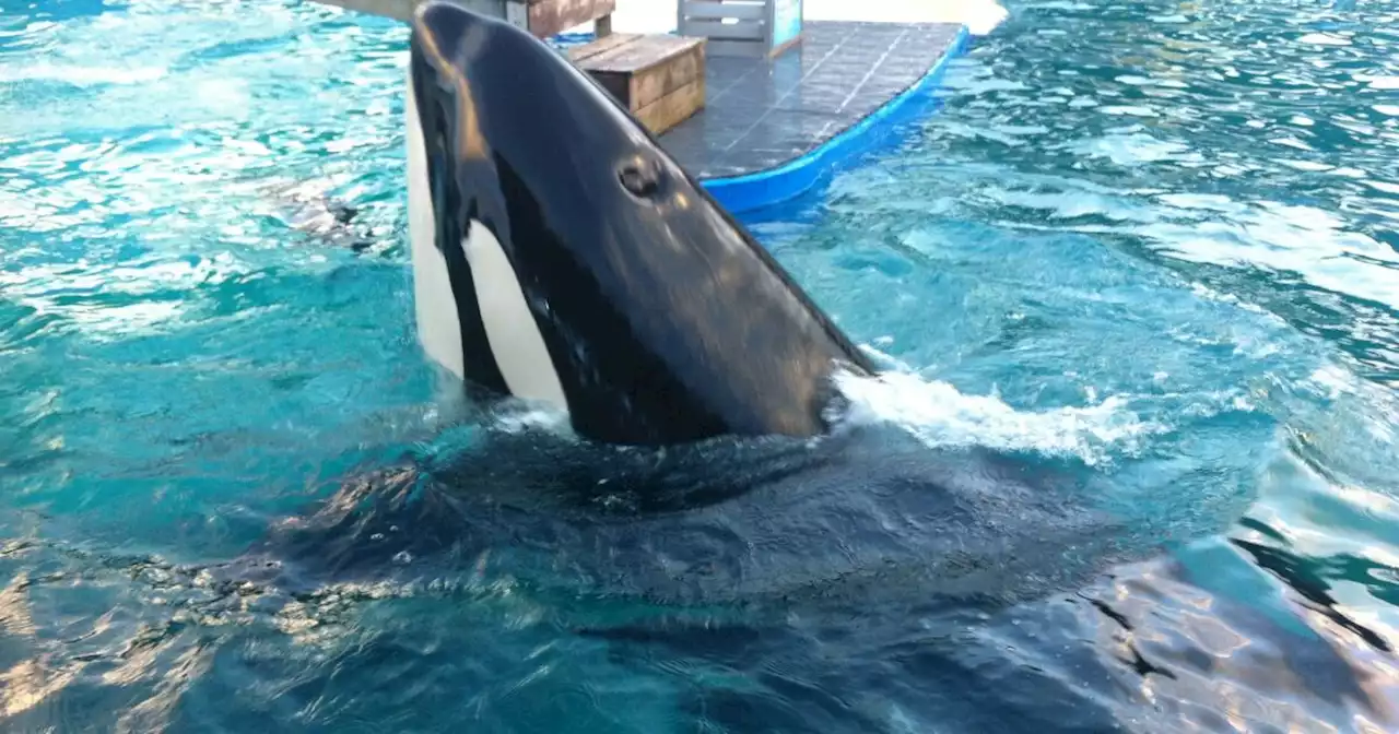 Muere Lolita, la orca cautiva desde 1970 en Miami