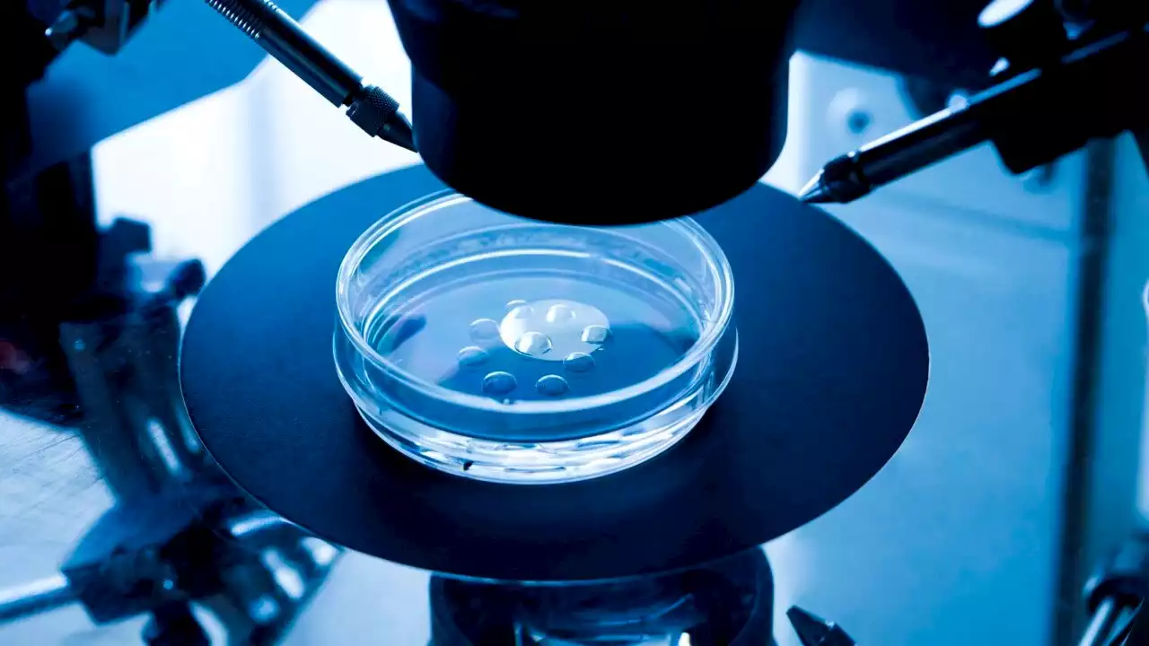 Monash IVF faces lawsuit over allegations of using embryos for scientific purposes