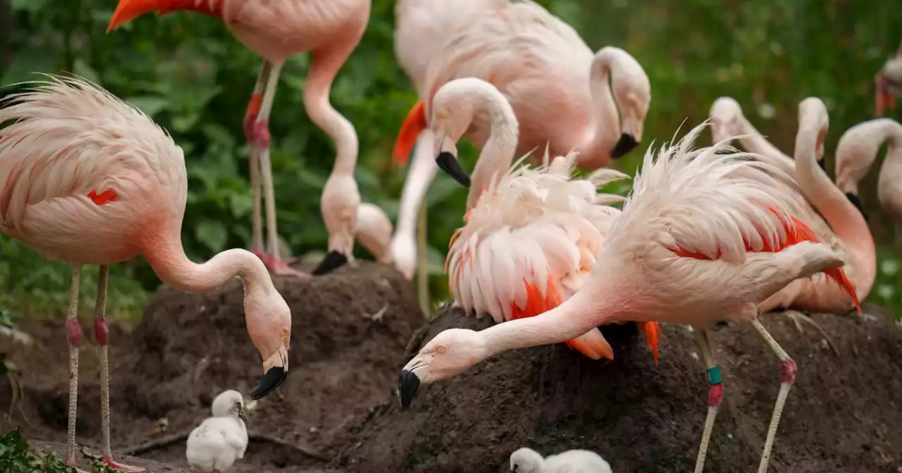 There are baby flamingos at Tracy Aviary for the first time in three years