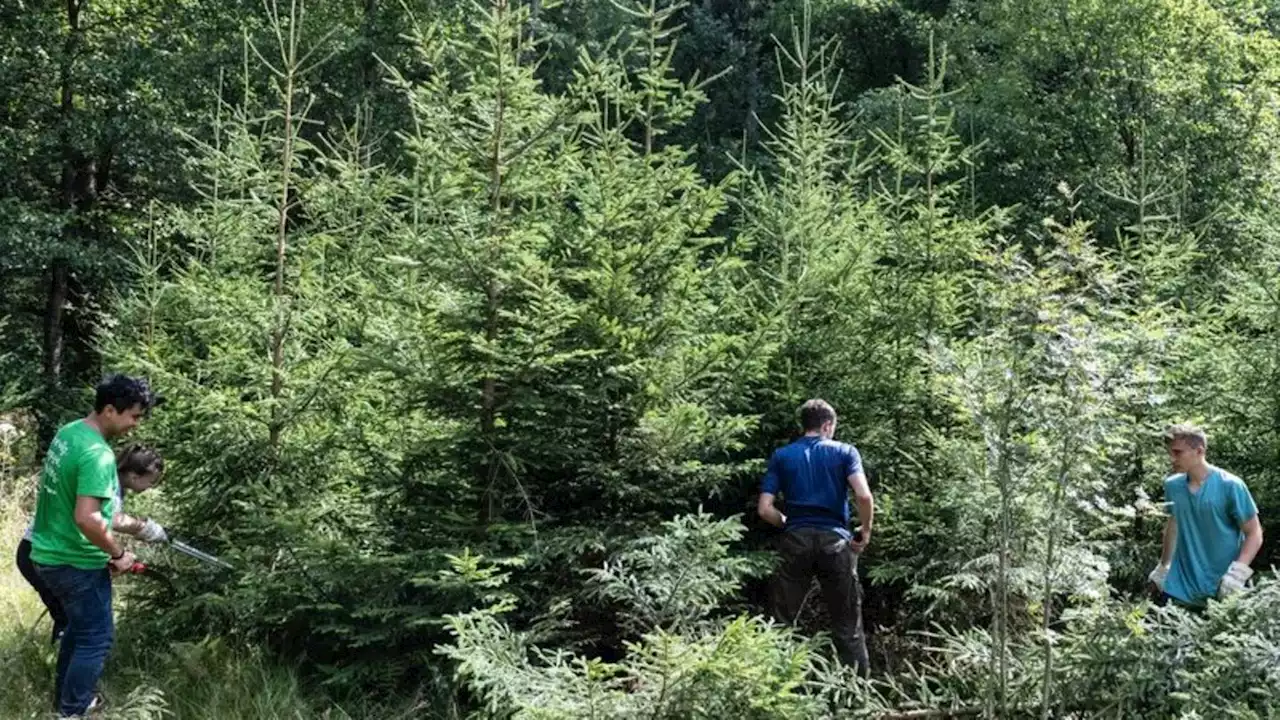 Gemeinsam Wald schützen: Internationales Workcamp endet