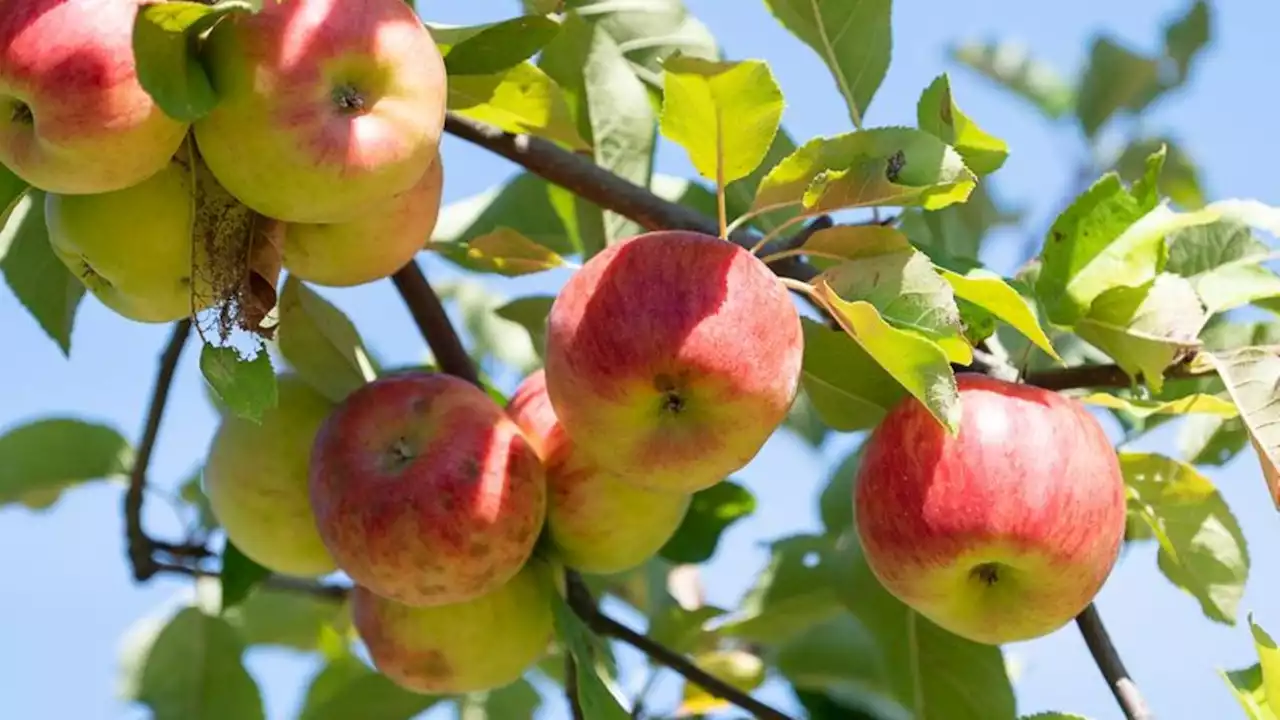 Geringere Apfelernte in Hessen erwartet