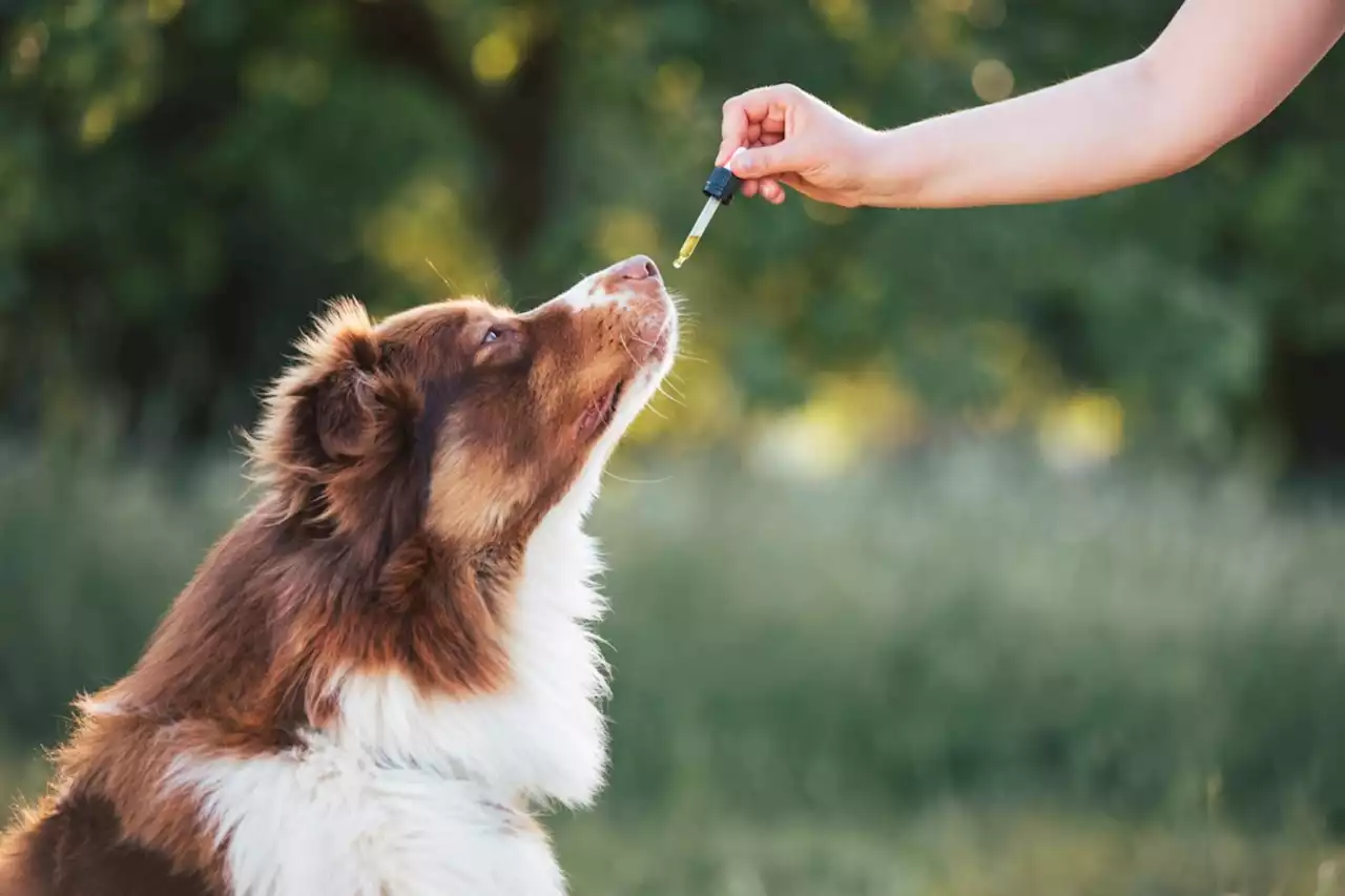 Top dog-friendly hikes in Ontario to check out this summer