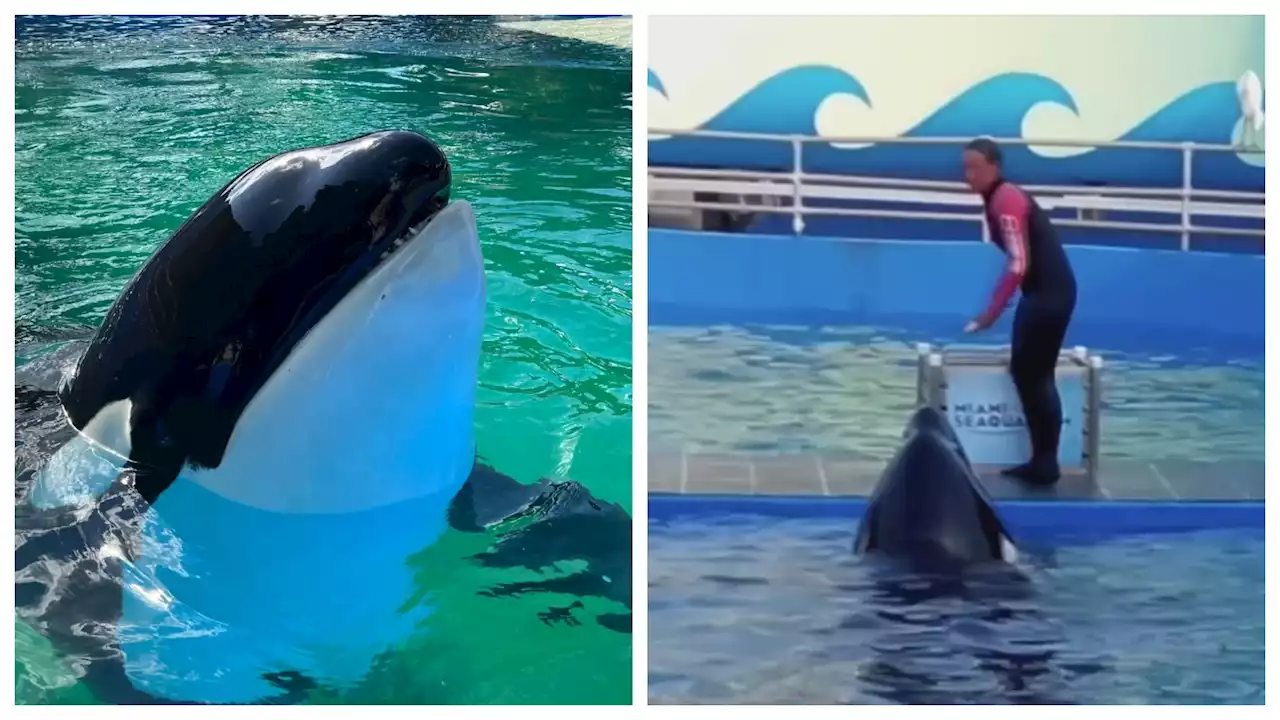 Orca Lolita muere en el Seaquarium de Miami, en medio de planes para liberarla