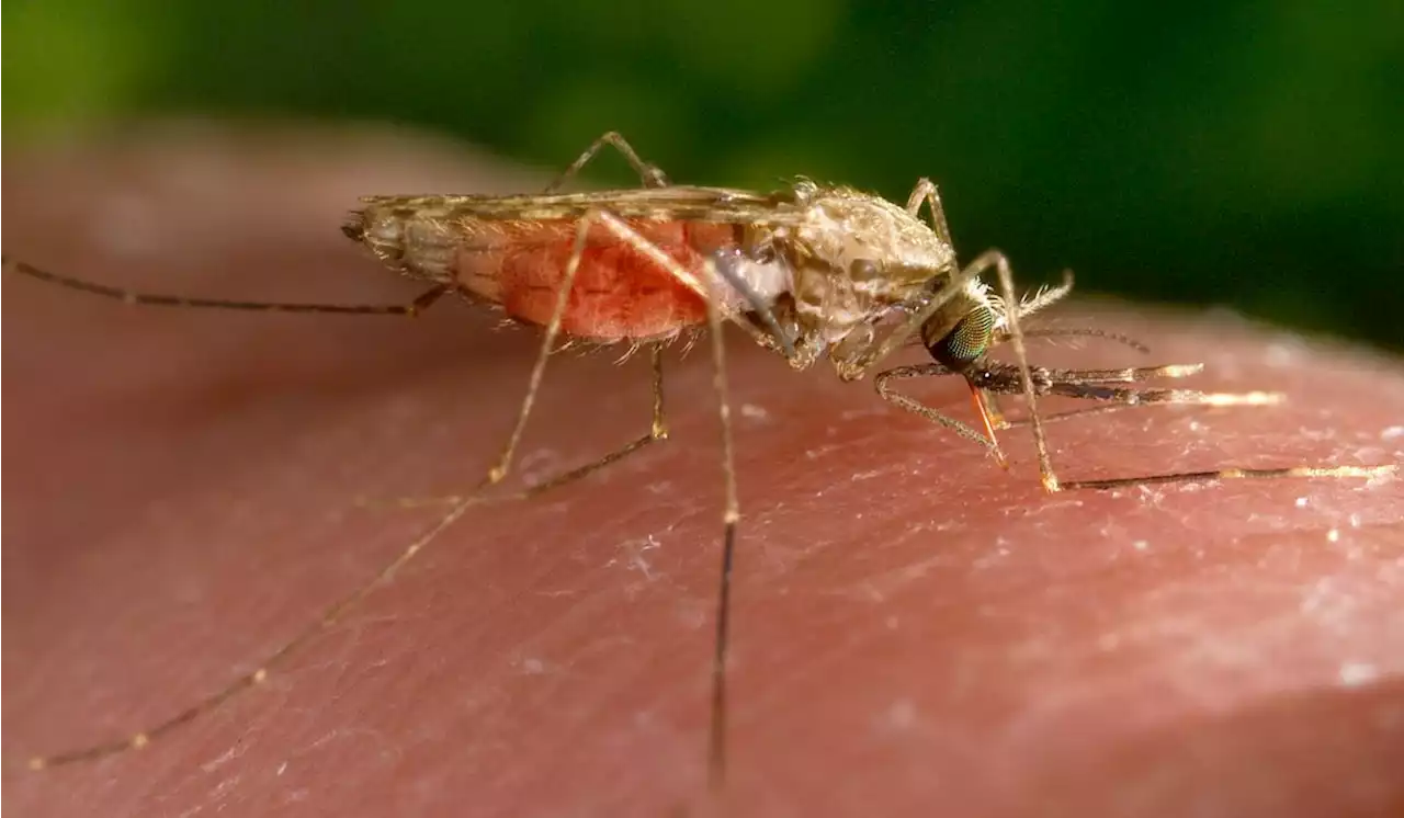 First locally-acquired case of malaria in over 40 years confirmed in Maryland