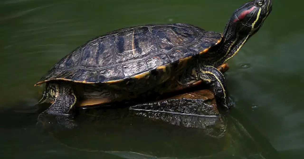 CDC advises against kissing, cuddling pet turtles due to Salmonella outbreak