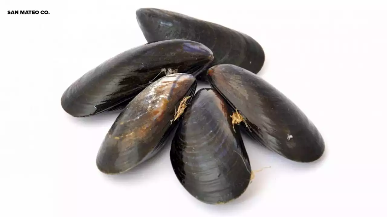 Consuming sport-harvested shellfish in San Mateo Co. not advised due to toxin risk, CDPH says