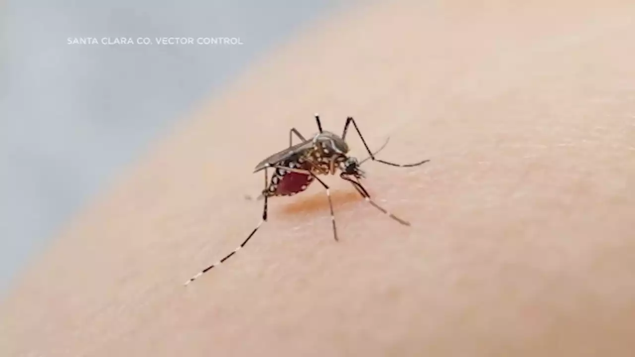 West Nile virus-positive mosquitos found in portions of Santa Clara County