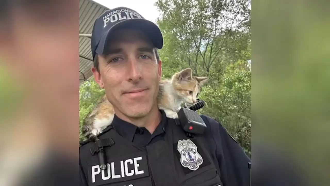 Officer in VA adopts kitten that was thrown out of car window