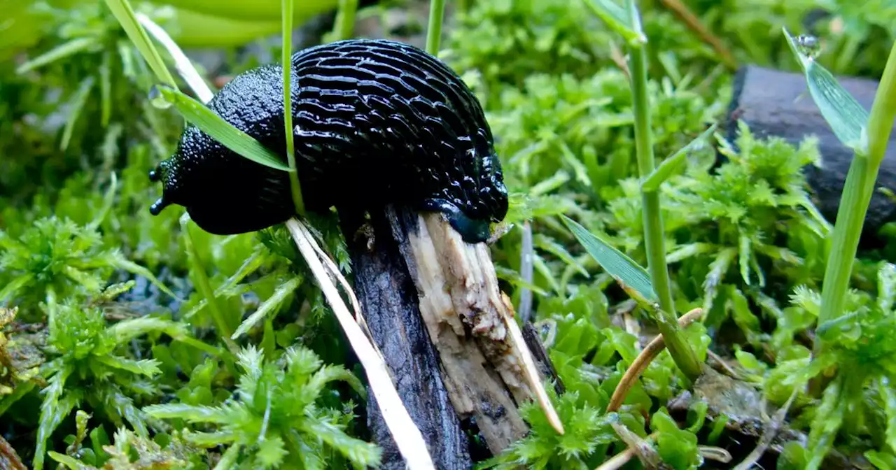 An invasive slug species has slimed into Anchorage