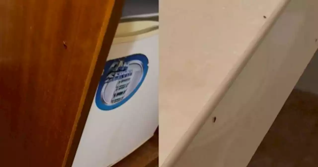 Guest slams Orchard Road hotel over room 'infested with cockroaches'