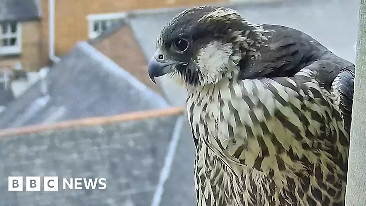 Leicester peregrine dies after flying into shopping centre window