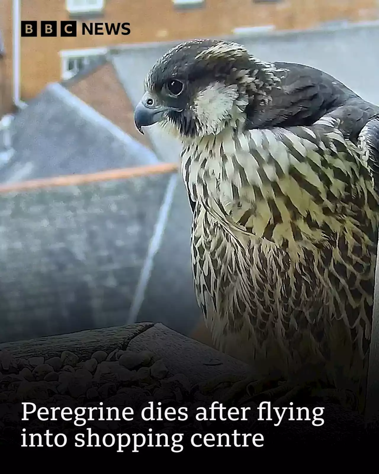 Leicester peregrine dies after flying into shopping centre window