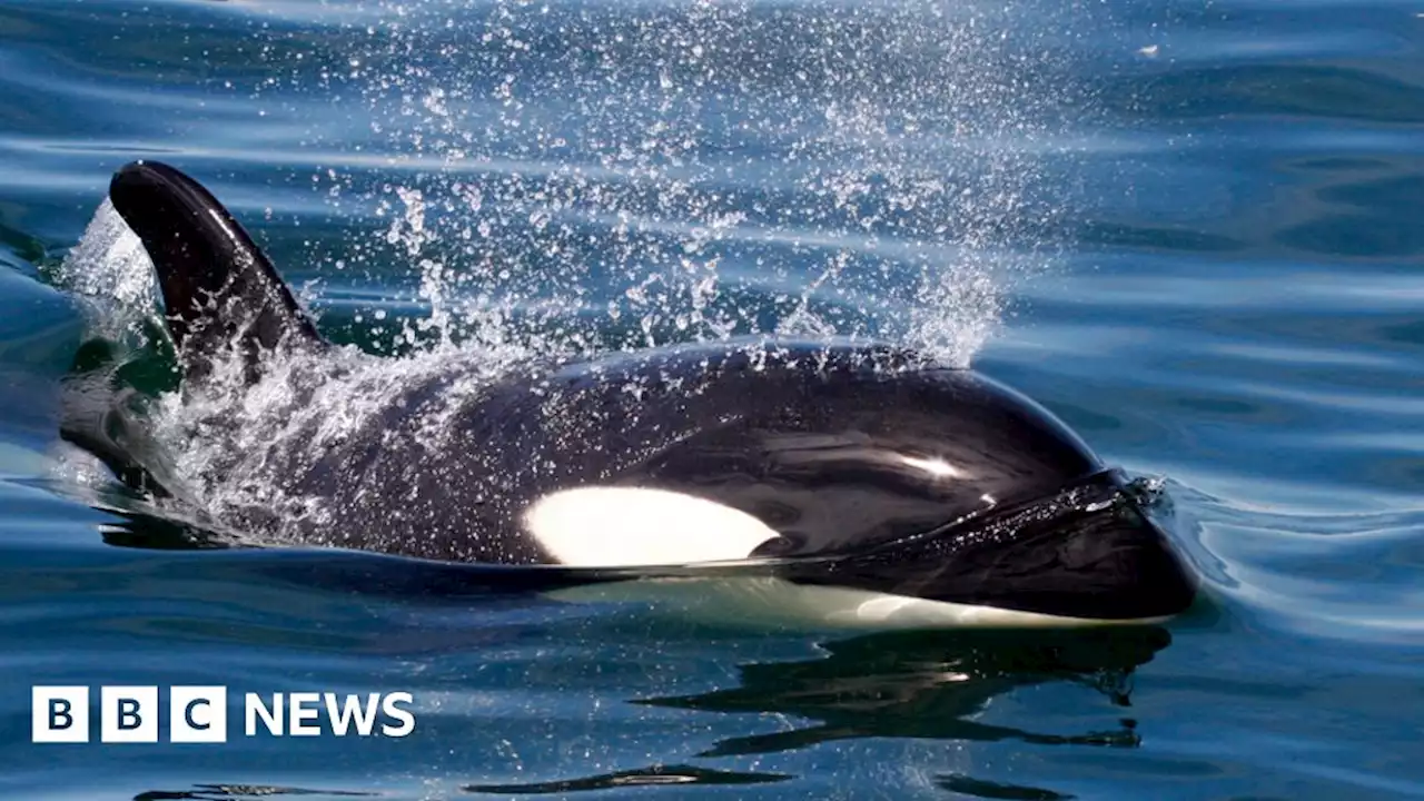 Atlantic orcas 'learning from adults' to target boats