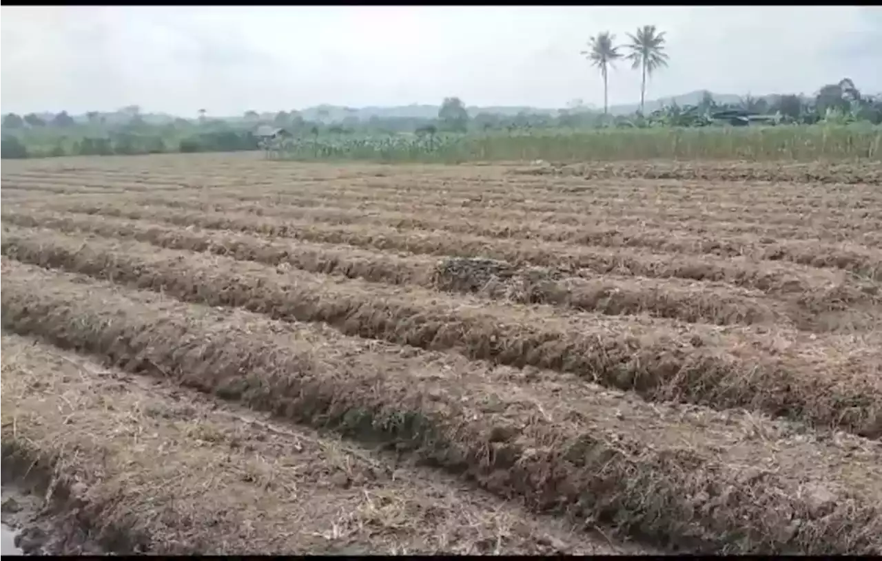 Kekeringan, 300 Hektare Lahan Pertanian di Samarinda Terancam Gagal Panen