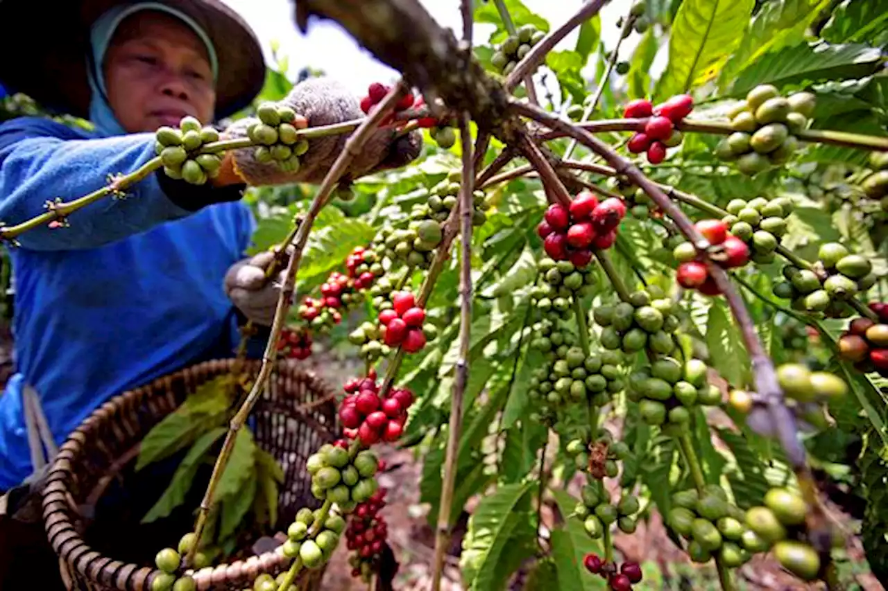 Ekspor Kopi ke Eropa Laris Manis, Tak Khawatir Soal UU Antideforestasi