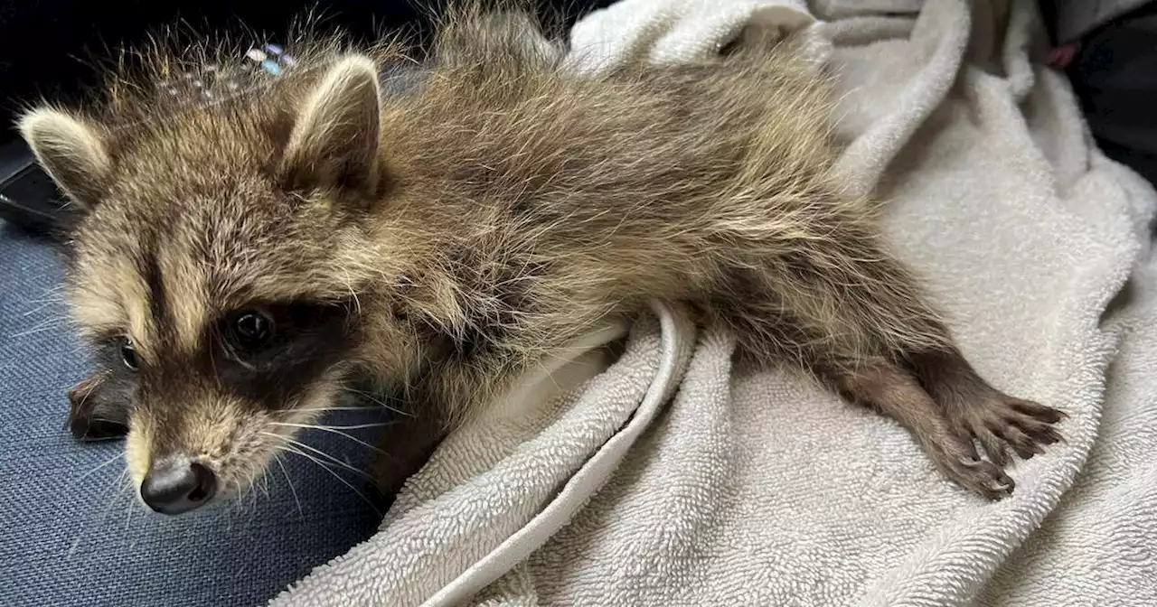 A raccoon rescue near Toronto is begging for help to avoid shutting down for good