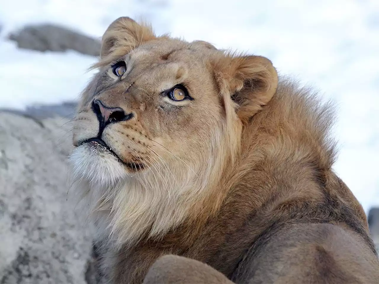 Calgary Zoo mourns death of lion, third large mammal death in three months