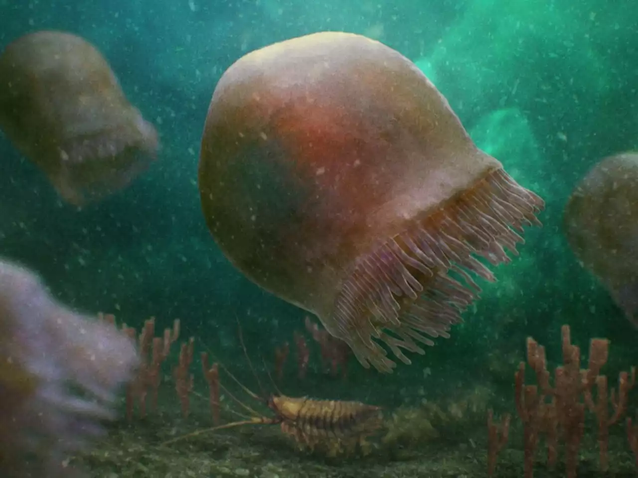 Researchers find oldest-known species of swimming jellyfish in Canadian Rockies