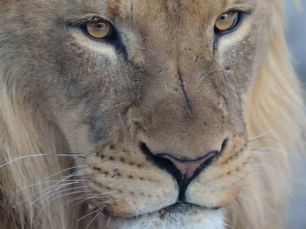 Calgary Zoo mourns death of lion, third large mammal death in three months