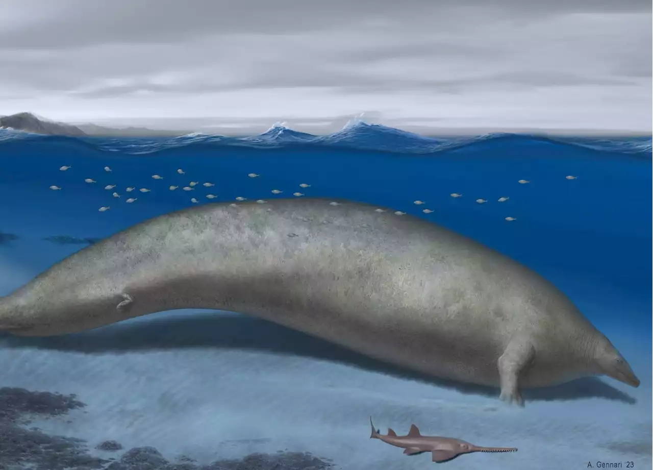 Heaviest animal ever may be ancient whale found in Peruvian desert