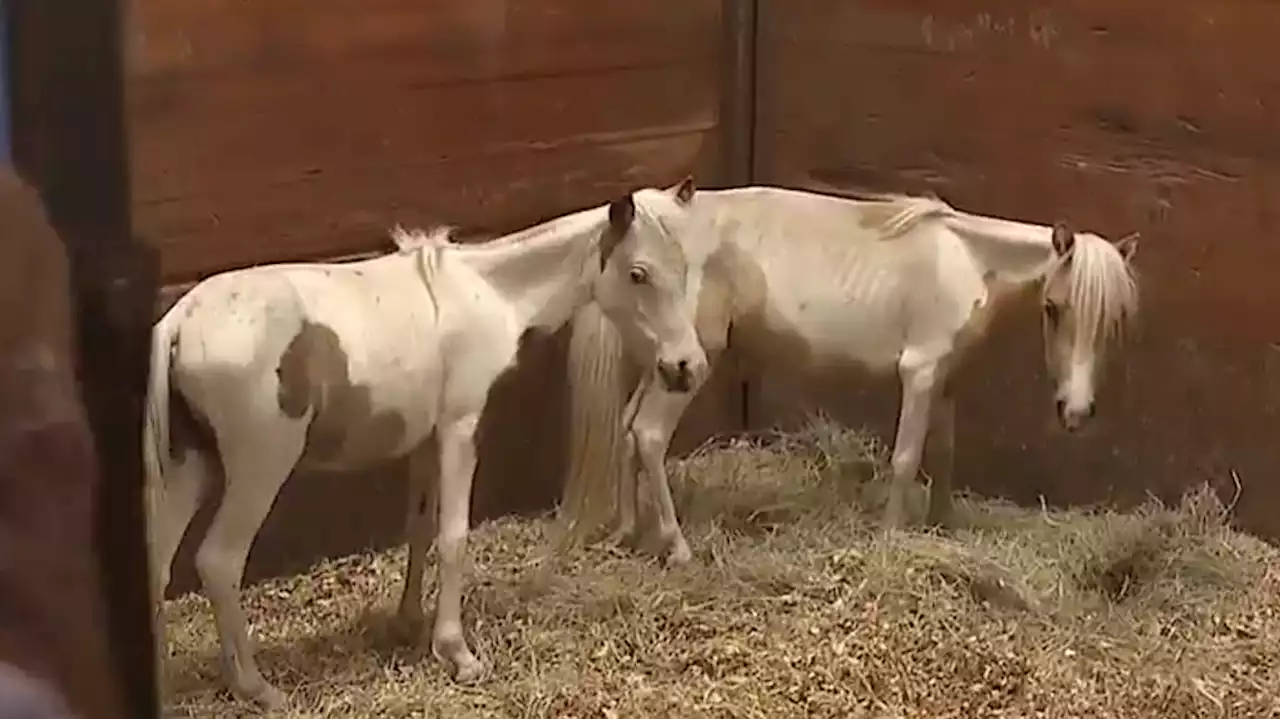 71 malnourished animals rescued in Oklahoma animal cruelty case