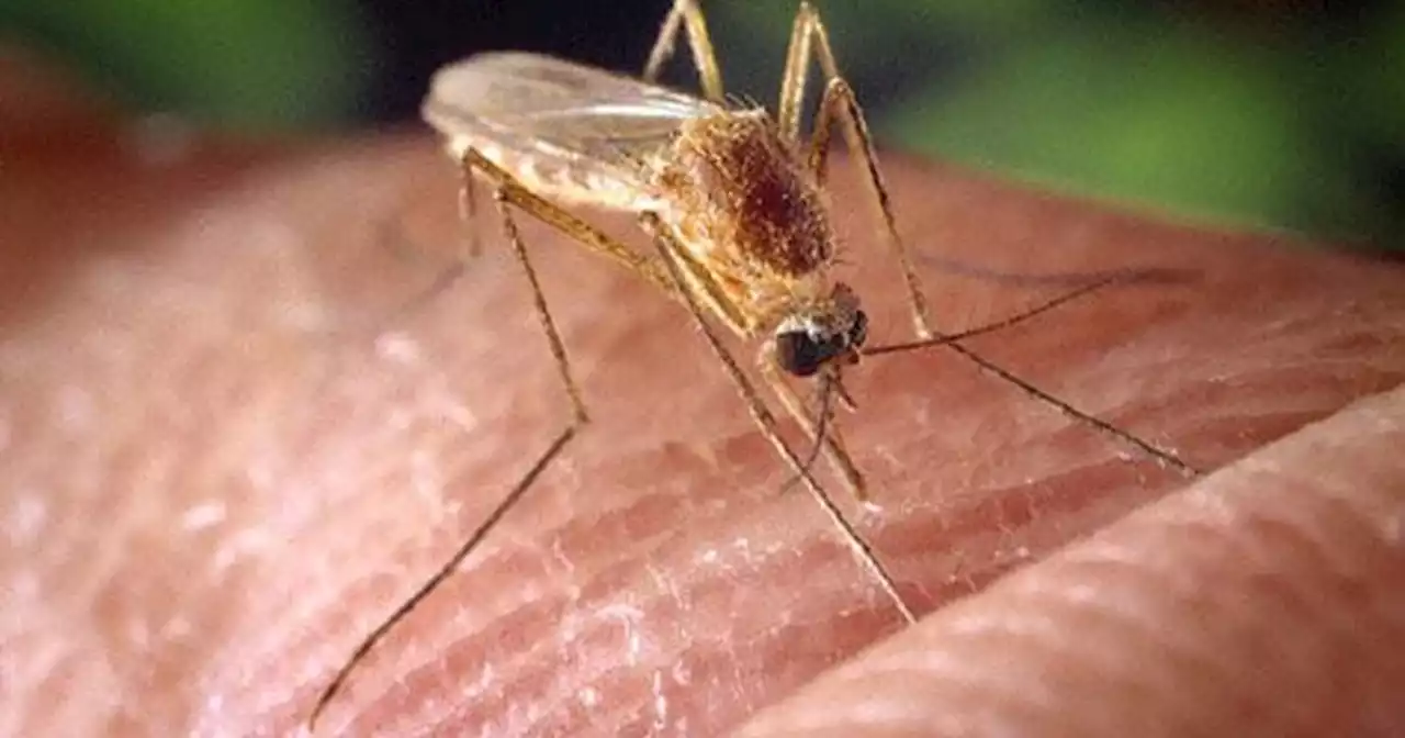 Kendall County mosquito batch tests positive for West Nile