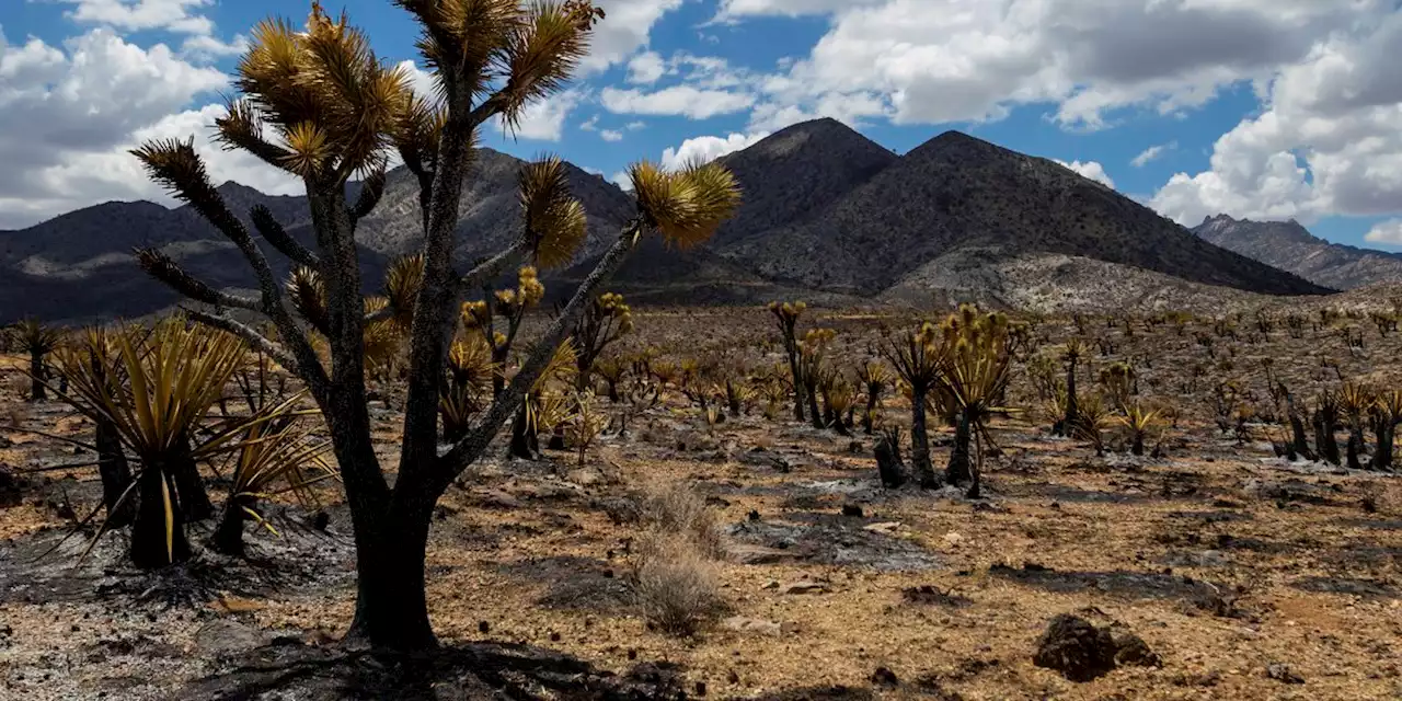 Progress made against massive California-Nevada wildfire, but flames may burn iconic Joshua trees