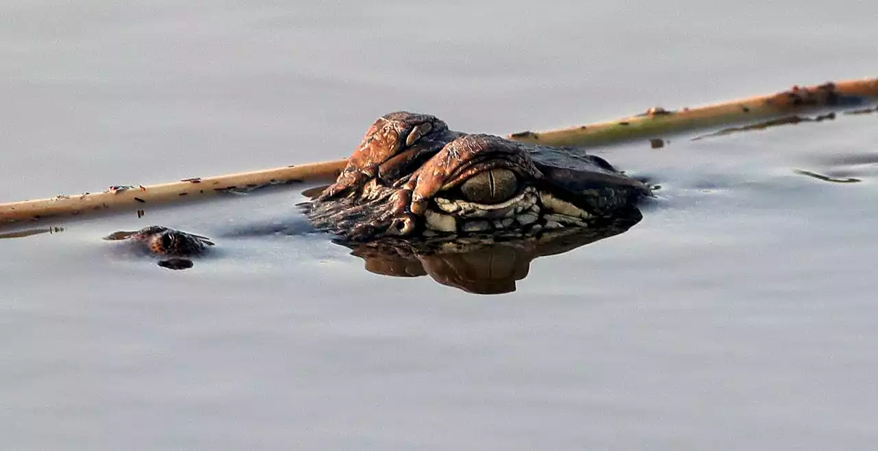 Wild alligator spotted in river near Pittsburgh