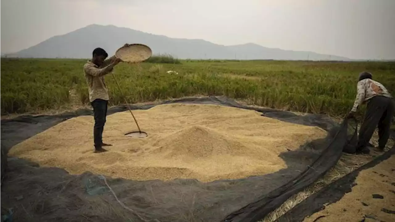 Malapetaka Hantam RI, Produksi 1,2 Juta Ton Beras Terganggu