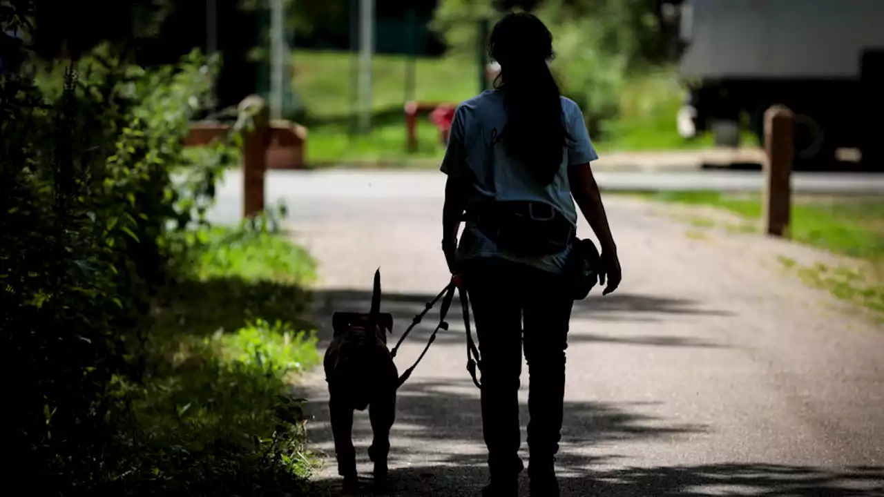 Abandon d’animaux pendant les vacances : voici ce que risquent les propriétaires