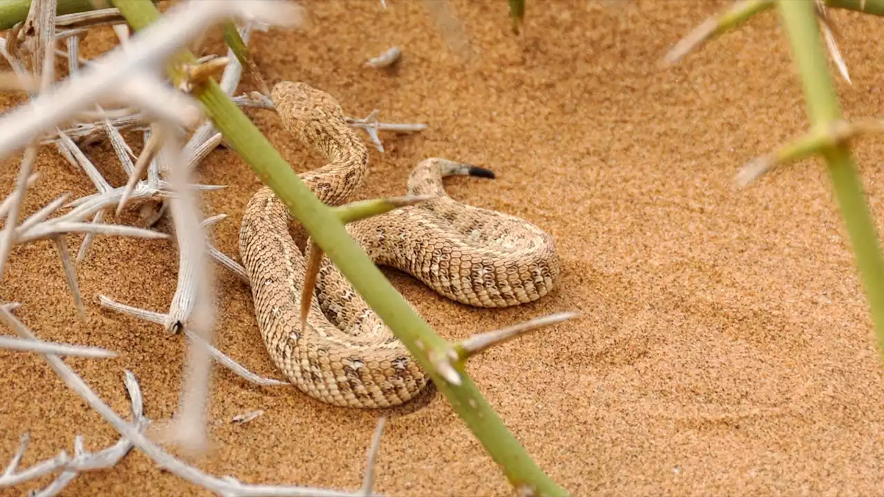 Croatie : un petit garçon de 6 ans survit après avoir été mordu par l'un des serpents les plus dangereux d'Europe