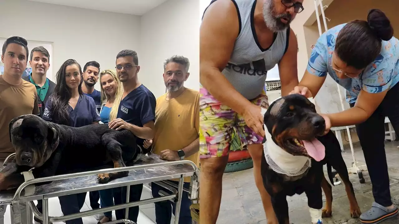 Cachorro leva três tiros na cabeça e sobrevive após disparos do dono em João Pessoa