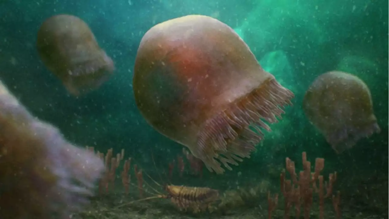 Researchers find oldest-known species of swimming jellyfish in Burgess Shale fossils