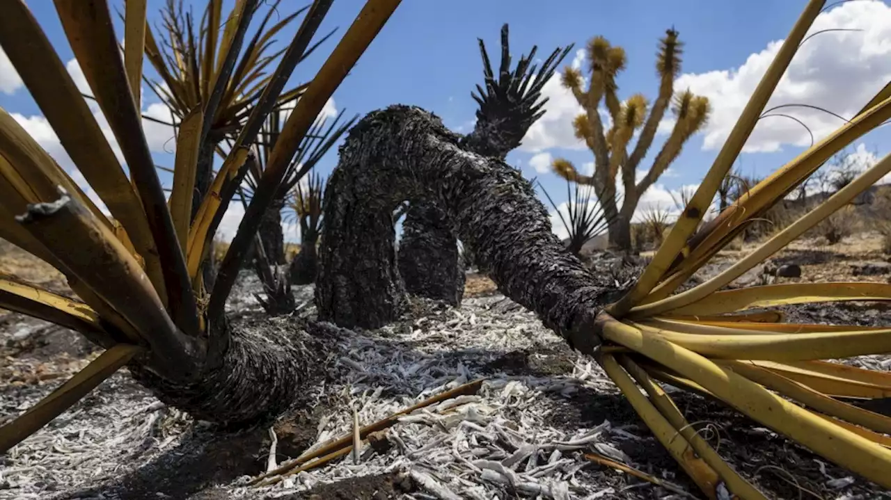 Flames threaten iconic Joshua trees in California with some progress made