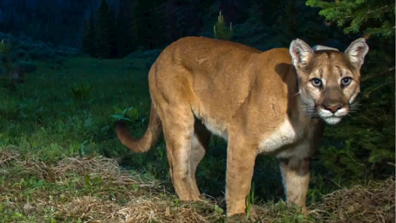 West Shore RCMP issue warning after cougar spotted in Colwood