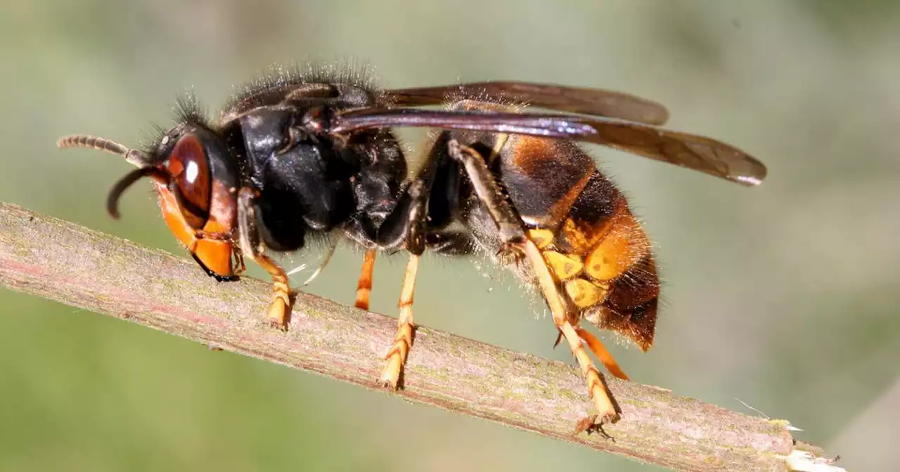 Garden expert warns deadly Asian Hornet invasion 'expected' to arrive in UK